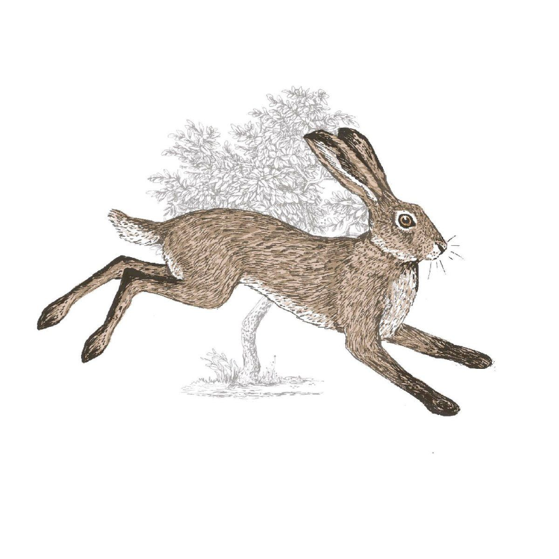 Clever Not Wise: The Story of Alom The Hare