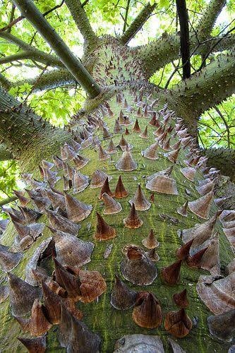 Remi Tree Tales of the Rimi | Mythology, folklore and cultural memory | Oriire