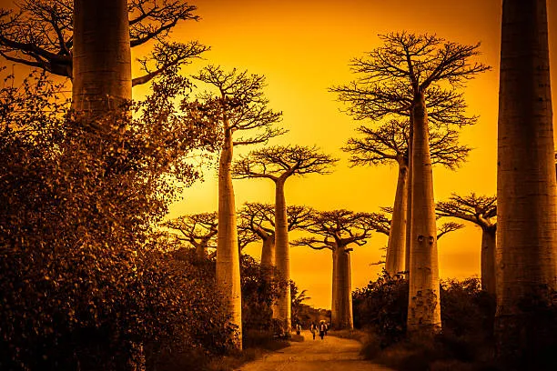 The Debt of the baobab Tree