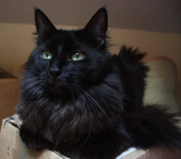 The Nigerian Cat: Domestic or Demonic?