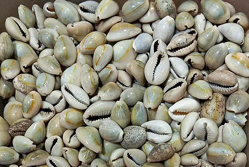 Beyond Currency: The Enduring Lives of the Cowrie Shell in Igbo Cosmology